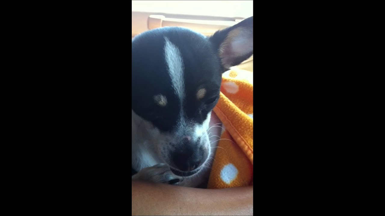 My dog ( Rat terrier / Chihuahua )  is so sleepy but need to sneeze!