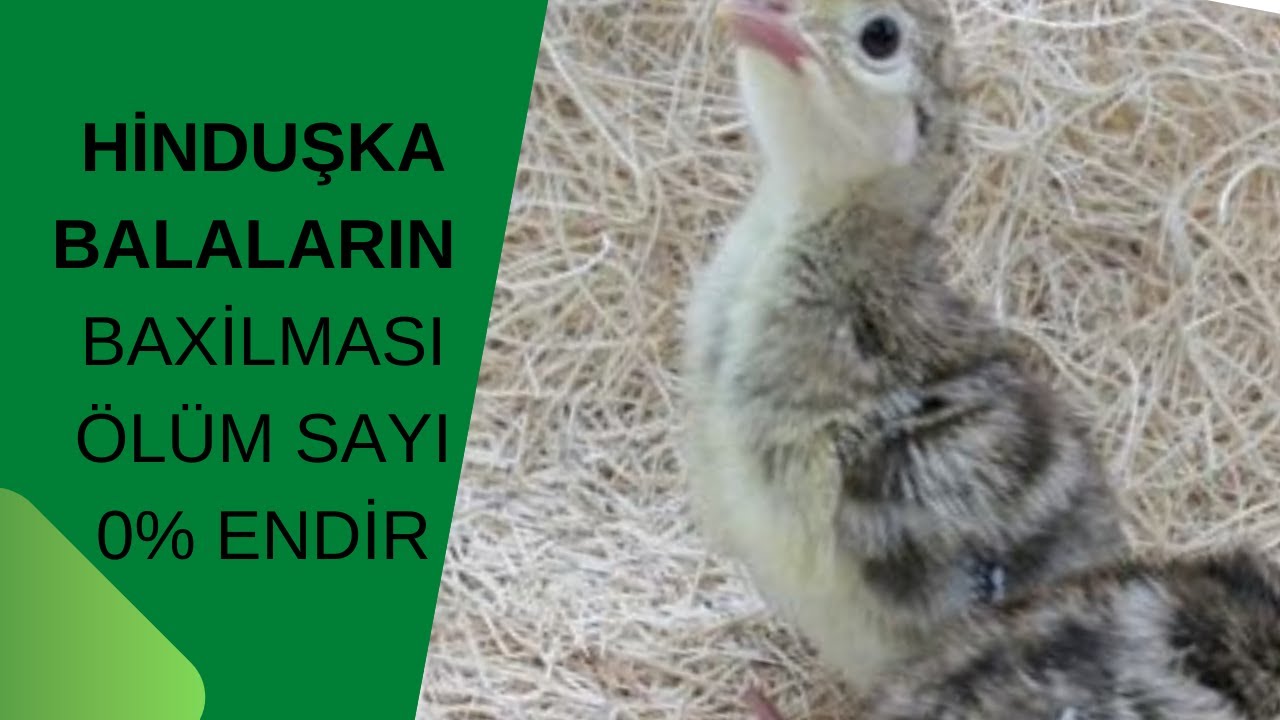 TOYUQ BAZARI  HİNDUŞQA BALALARIN TEZ İNKİŞAF ETDİRMƏSİ