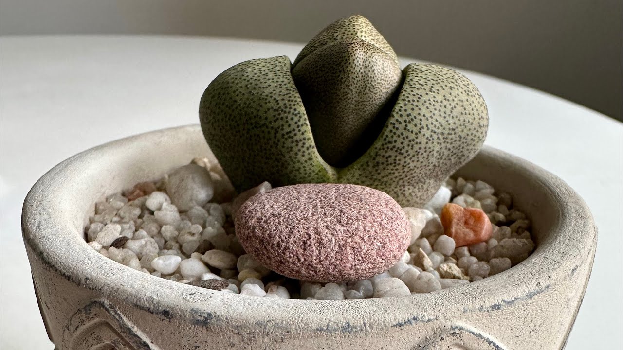 Плейоспилос/ Pleiospilos Nelii. Зная эти секреты- у вас всё получится! 19.03.25