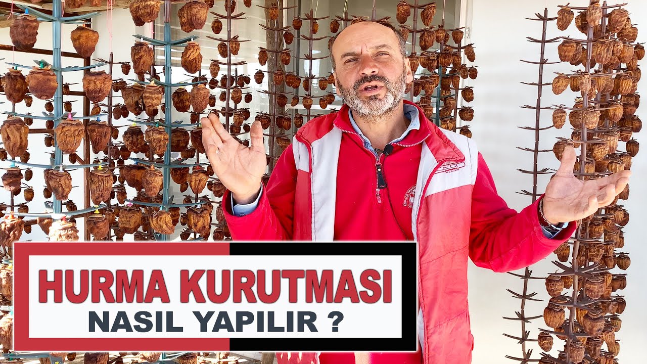 Trabzon Hurması Kurutması Nasıl Yapılıyor / Hurma Kurutması Aşağı Azaplı Köyü Gölbaşı Adıyaman