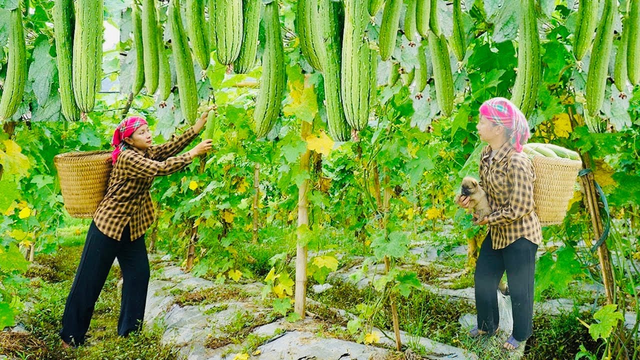 Harvesting Melons To Sell To People. Green Melon Garden - Ban An Farm