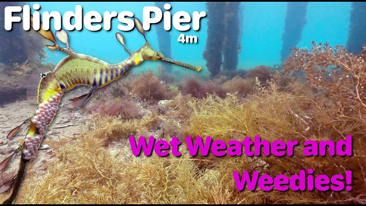 [Dive] Flinders Pier - A wet Monday, with amazing vis #DIVE with Weedy #Seadragon, and rays