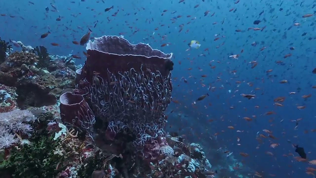 Verde Island diving on Jan. 2025