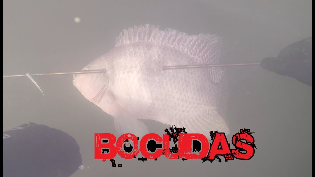 PESCA SUB - BOCUDAS - THYAGO SUB