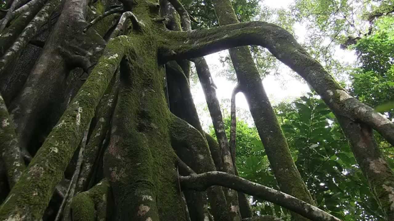 The World Natural Heritage: Asia II
