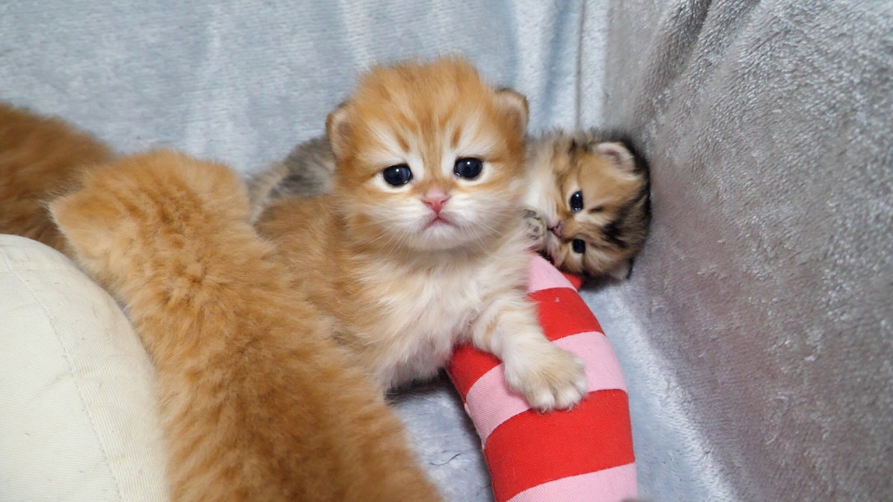 Cute kitten, surrounded by stuffed animals and siblings, unable to escape...