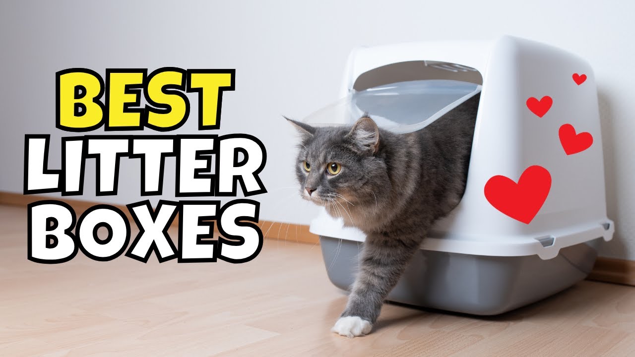 The Best Cat Litter Boxes of 2025, Approved by Cats