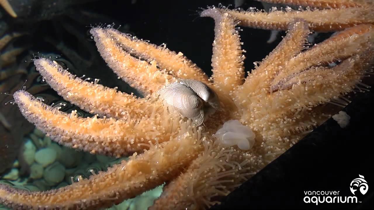 Sunflower star has weird way of eating