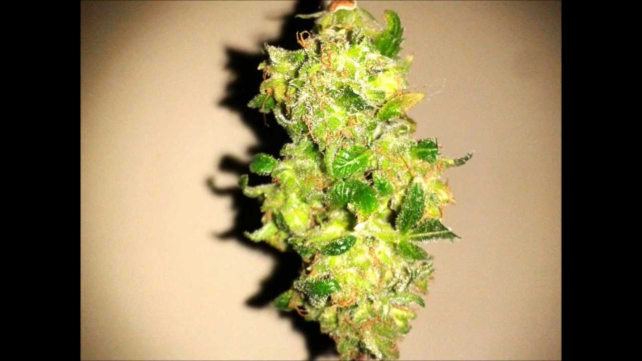 Blue Mystic Harvest.wmv