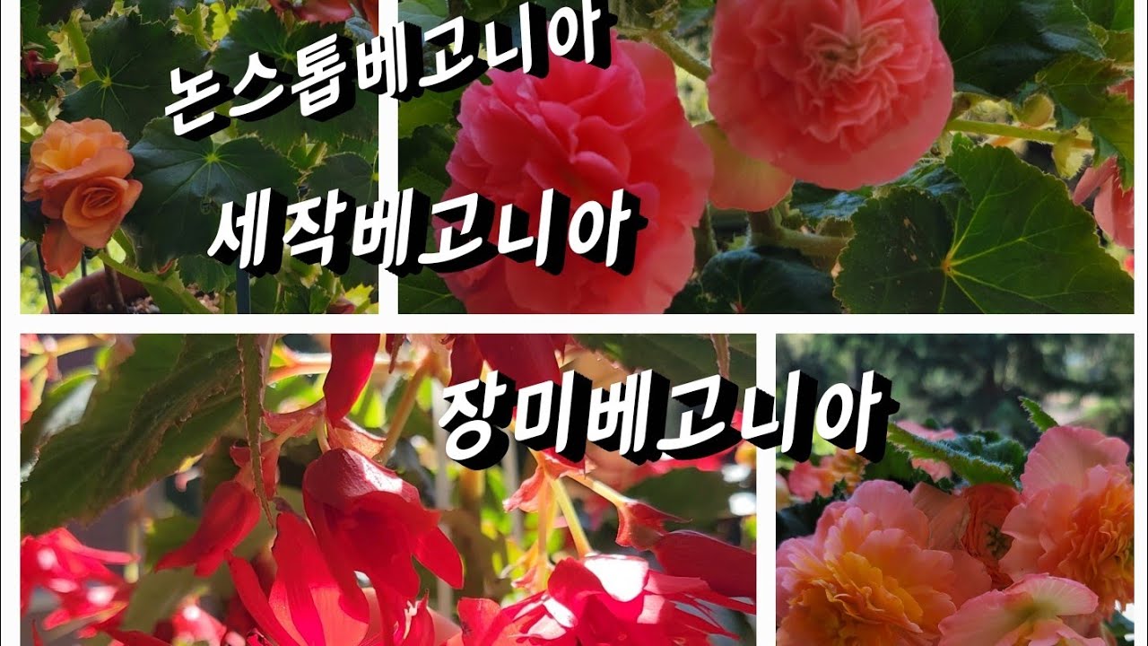 #장미베고니아 #키우기가 어려우시나요  구근베고니아 키워보세요🫒🫒🫒