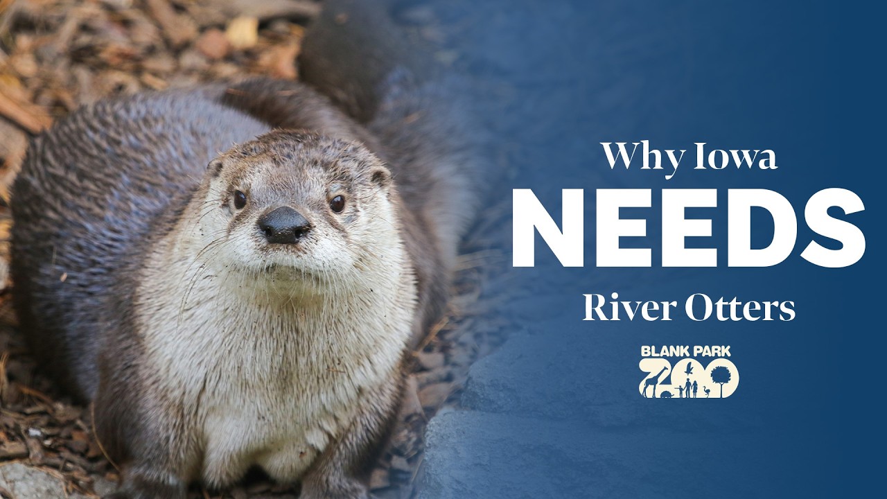 Why Iowa NEEDS River Otters | Blank Park Zoo