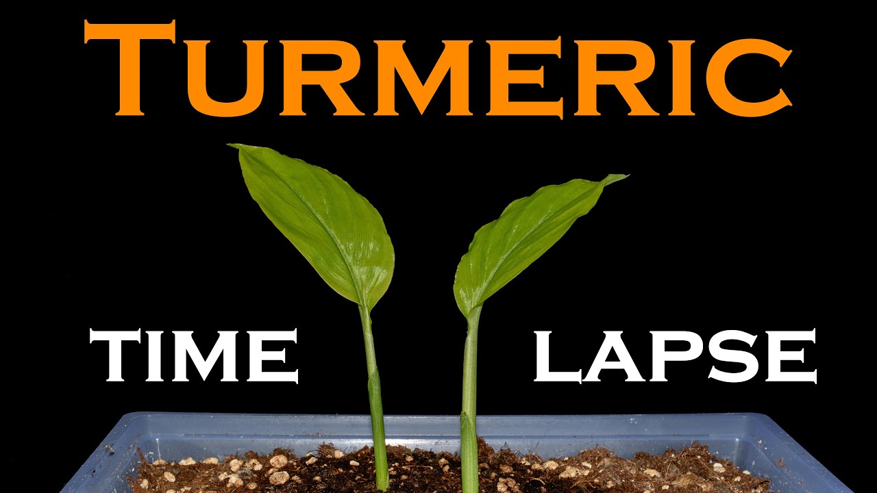 Turmeric plant sprouting and growing - time lapse [4K]