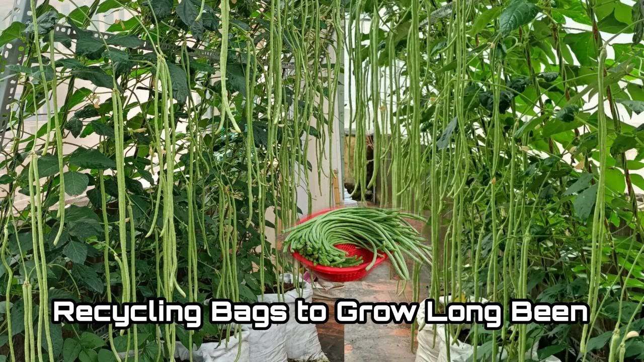 Recycling Bags to Grow Long Bean at Home