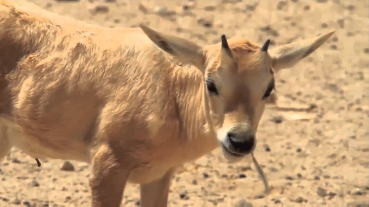 The Wildlife Nature Reserve in the Israeli Desert