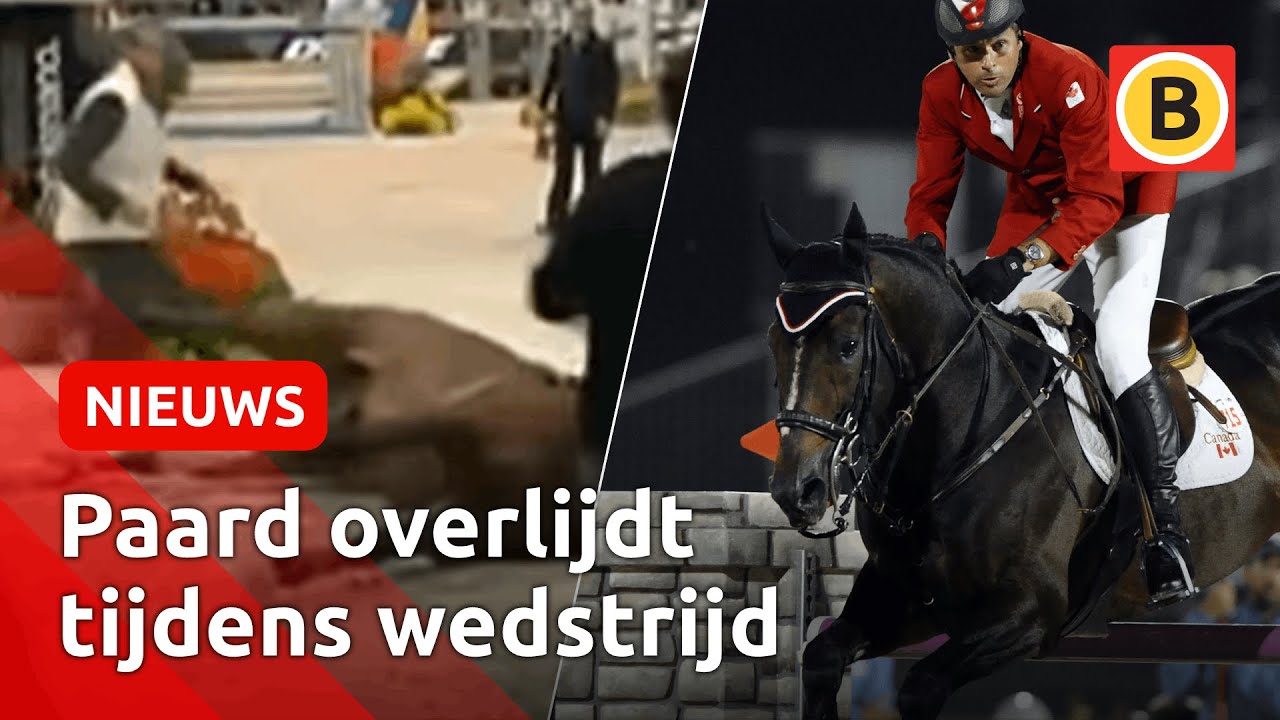 SCHOKKENDE BEELDEN: Toppaard Hickstead OVERLEDEN in Verona | Omroep Brabant