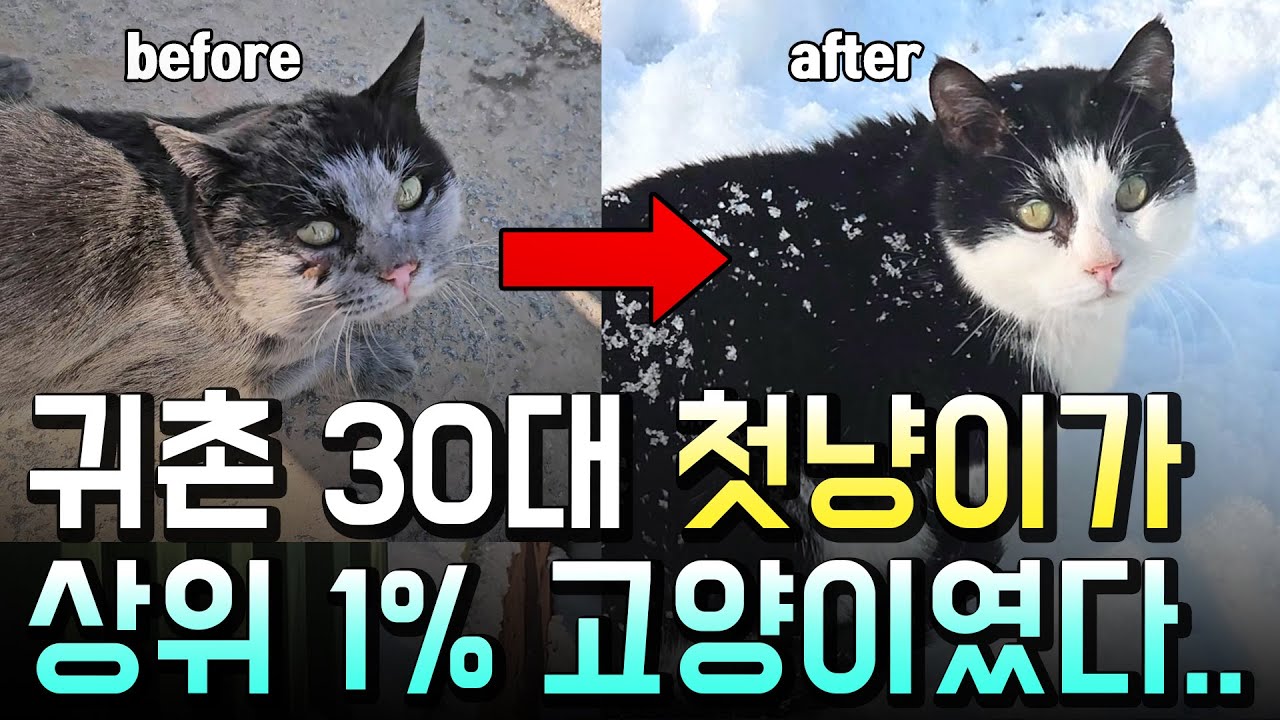 4년간 날 찾아온 시골 길냥이...죽음 직전 5번 구조한 고양이의 놀라운 변화 (4년간 기록)