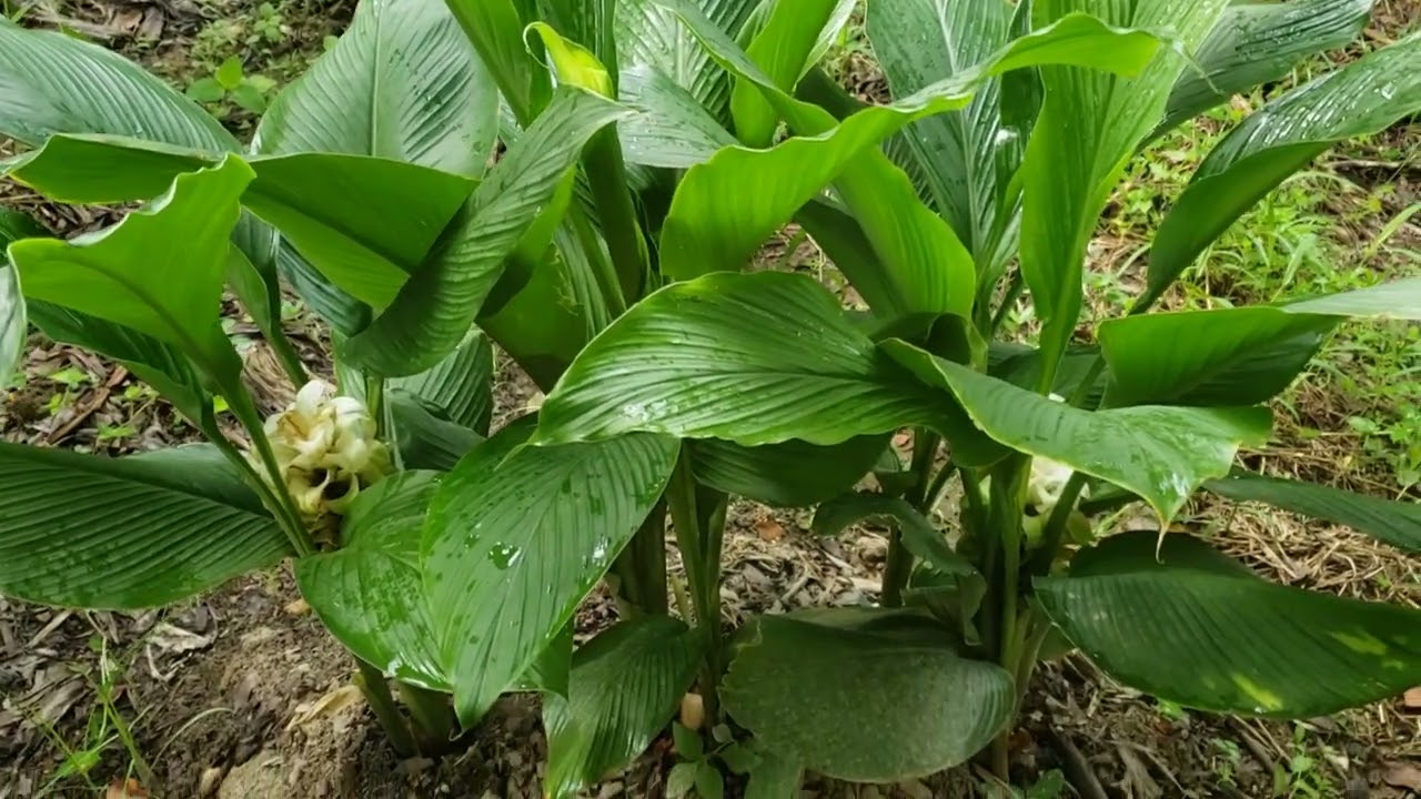 Como ter bananeira e plantaçao abudante #roça 