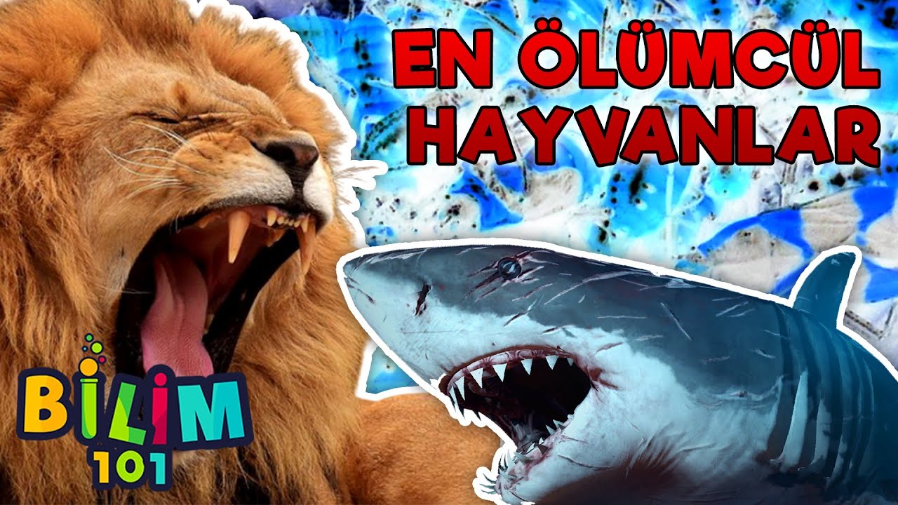 Dünyanın En Ölümcül Hayvanları!