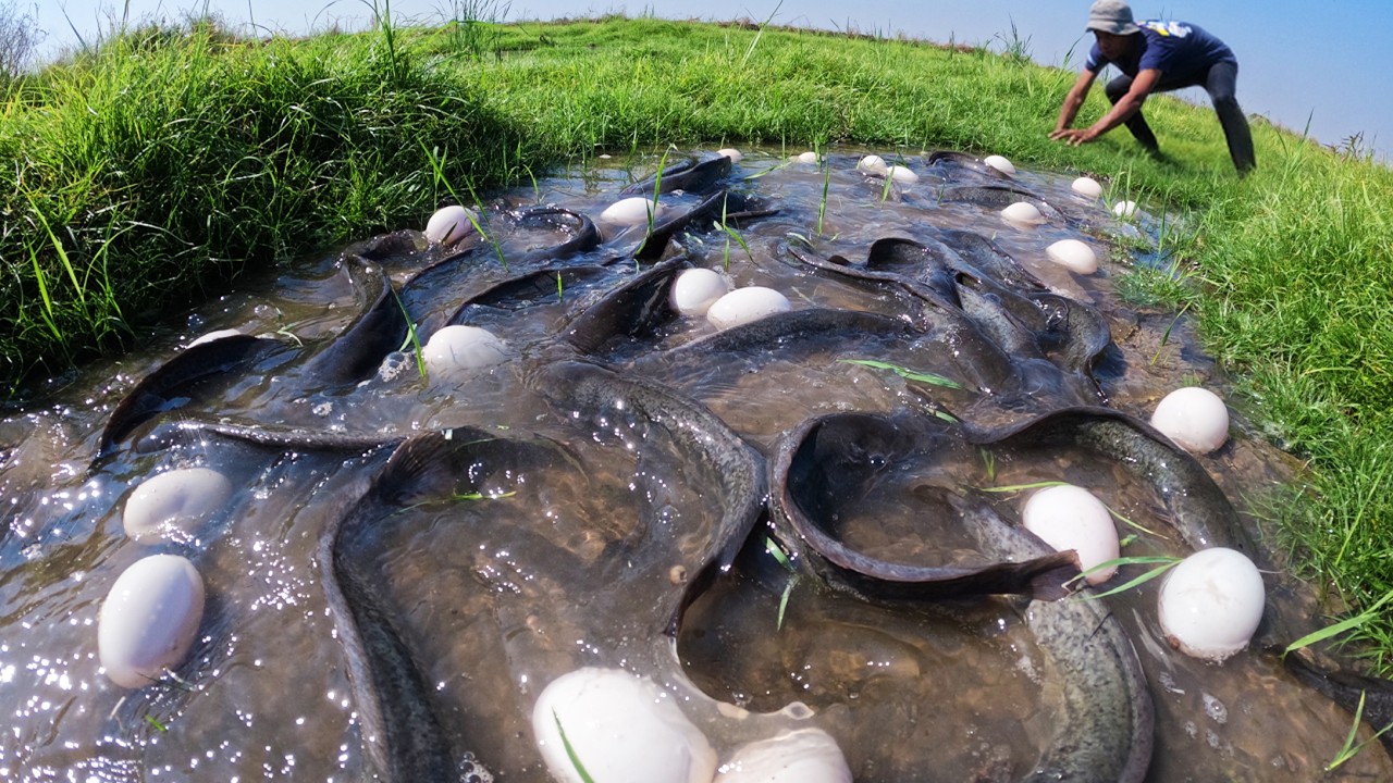 Wow Surprisingly - A fisherman catch a lot of fish and pick eggs in water in meadow by skills hand