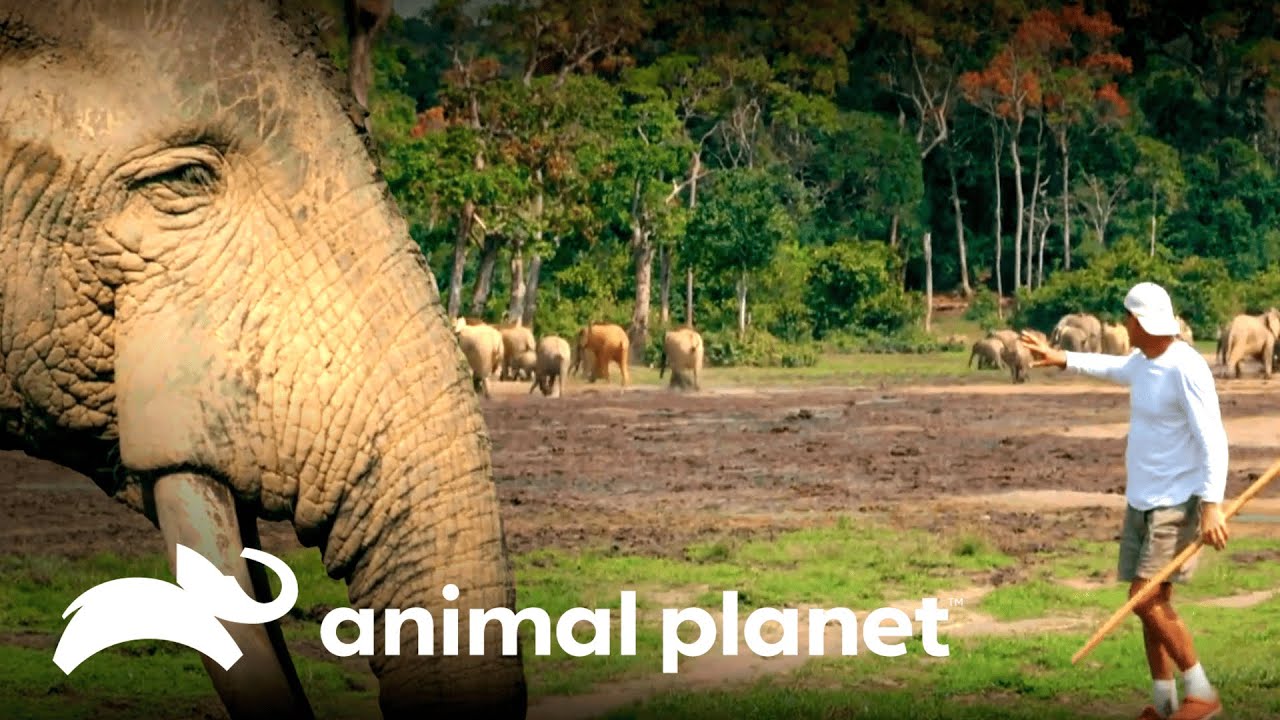 Frank Cuesta presencia el baño salvaje de elefantes | Wild Frank: Gorilas | Animal Planet