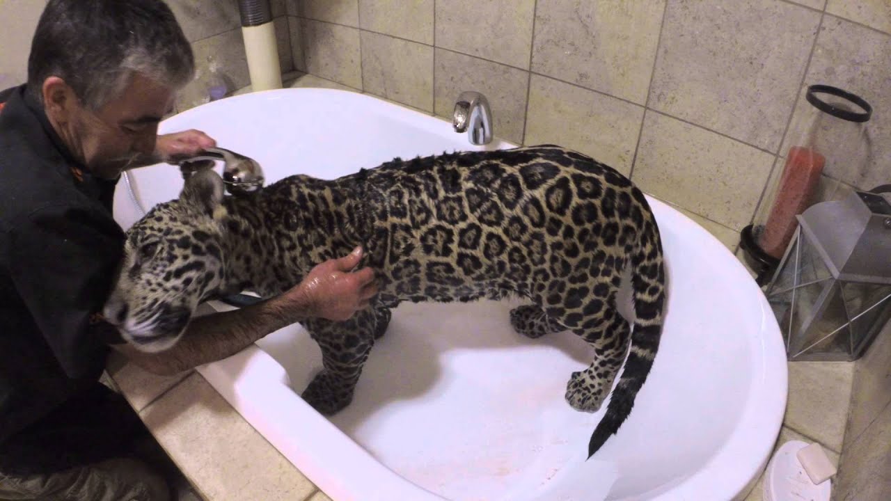 Blade the jaguar having a shower / bath