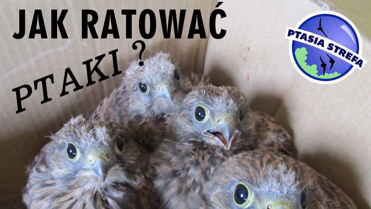 Jak ratować ptaki ?