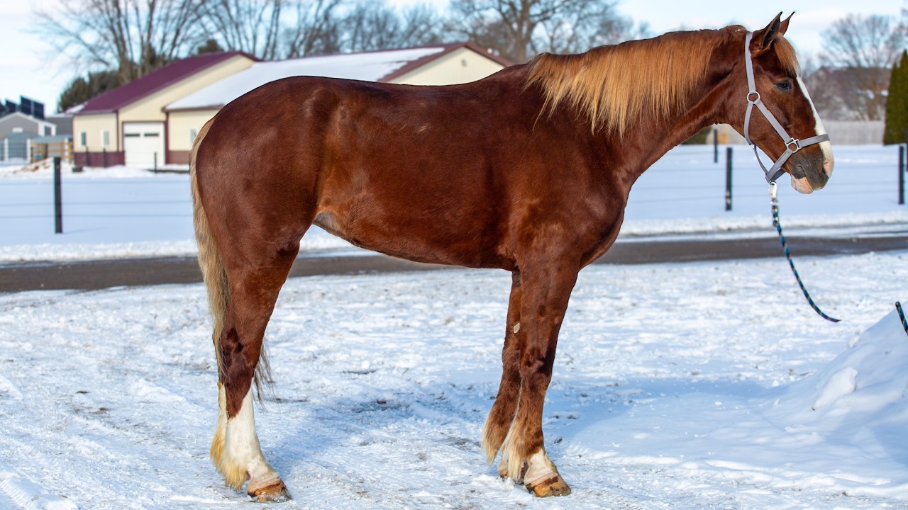 Queen | 8 Year old draft cross | Mare | For Sale