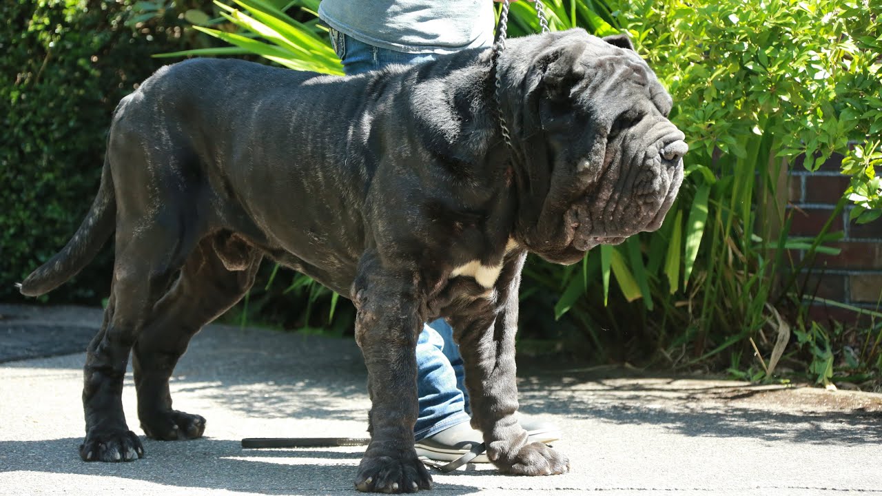 The Neapolitan Mastiff: Ancient War Dog to Modern Guardian