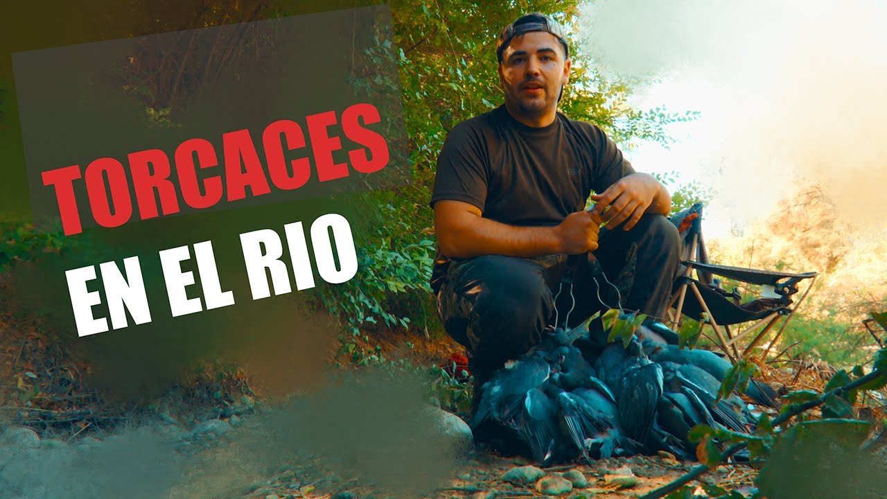 Torcaces en el rio