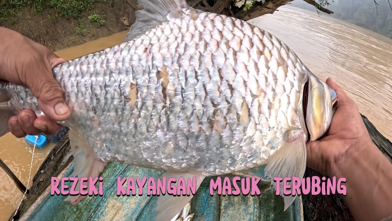 Rezeki kayangan masuk terubing