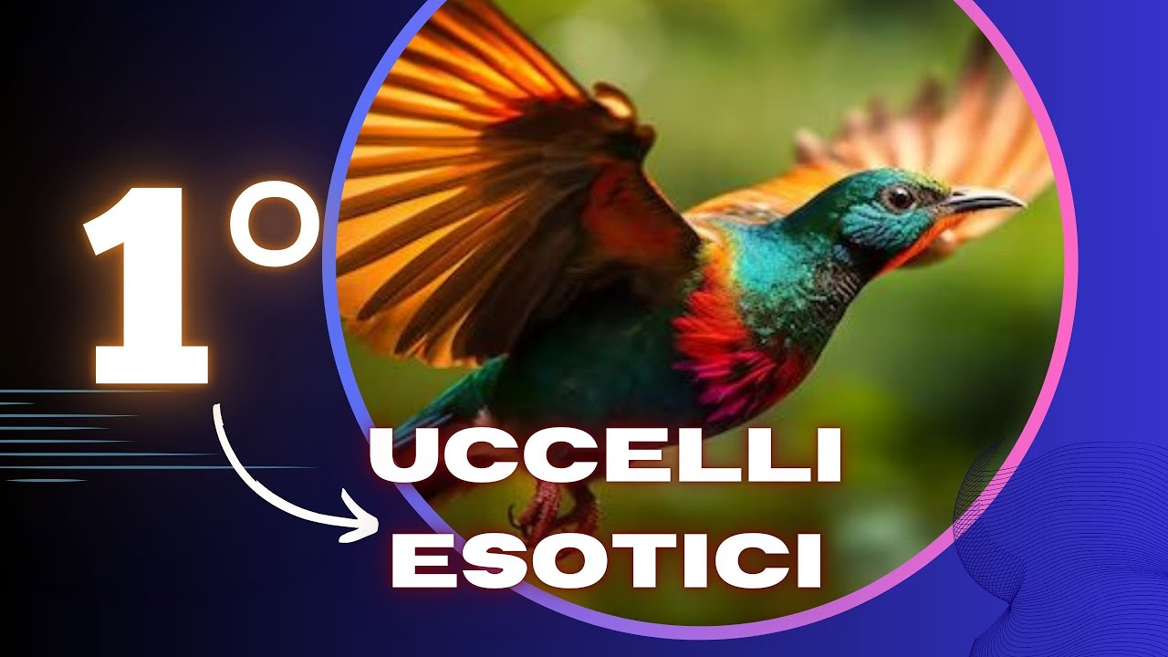 Uccelli Esotici: Le Specie Pi&ugrave; Belle del Mondo | Guida Completa | Episodio 1