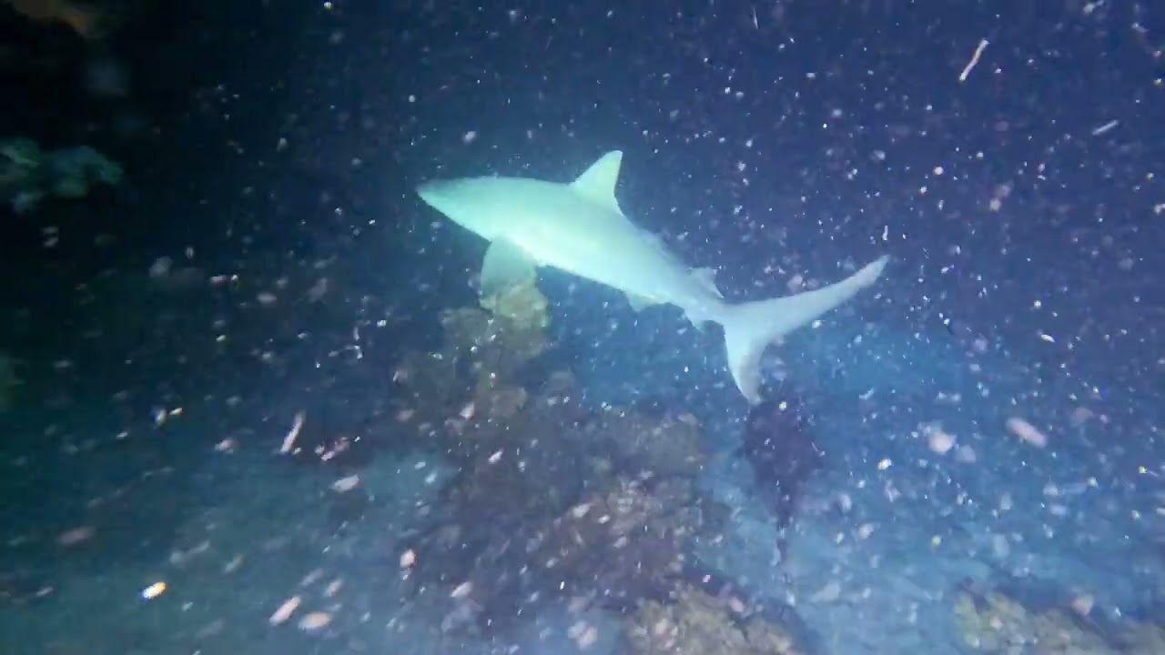 Divers Den Ocean Quest