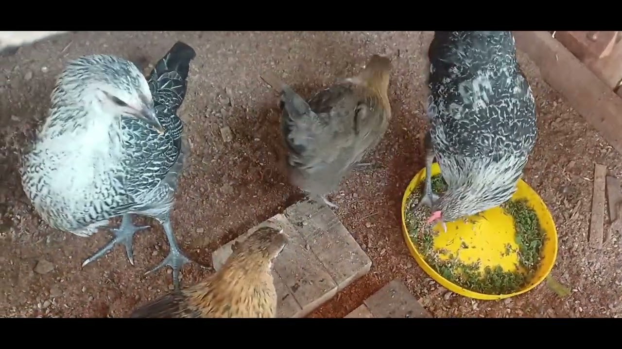 സോനാലി കോഴികൾ വില്പനക്ക് 9633036103