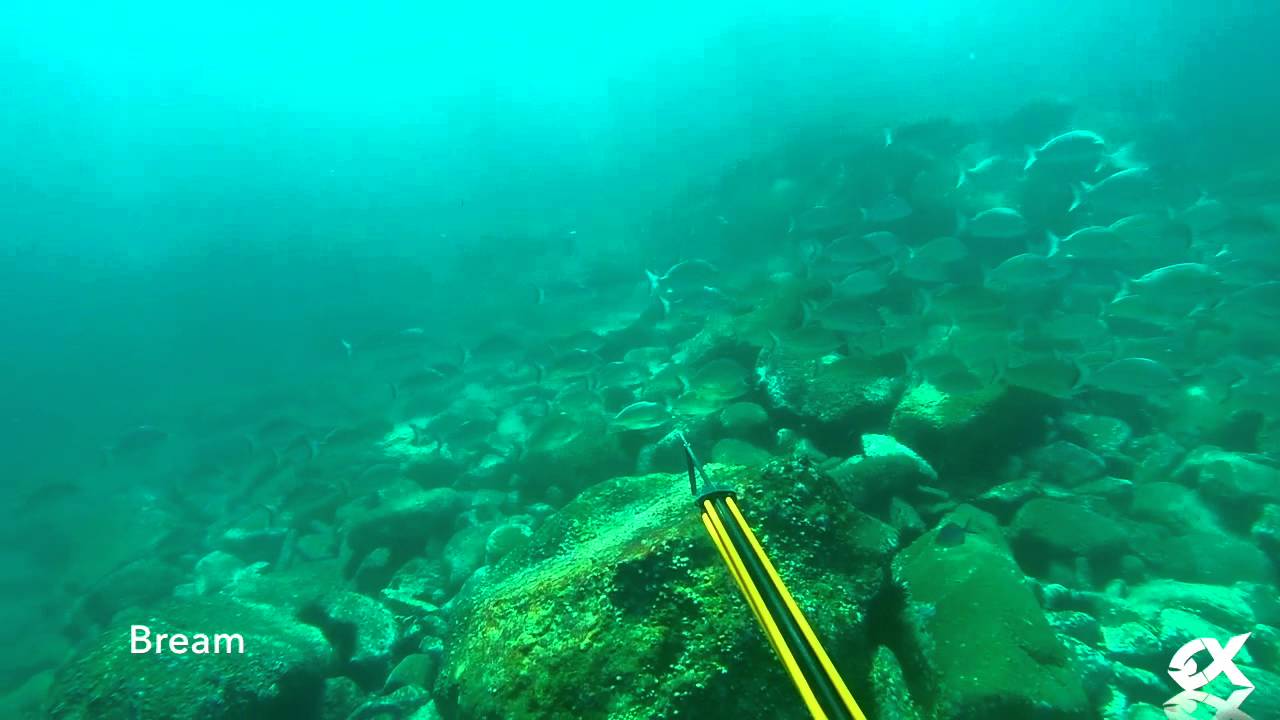 Spearfishing Seal Rocks - Part 3