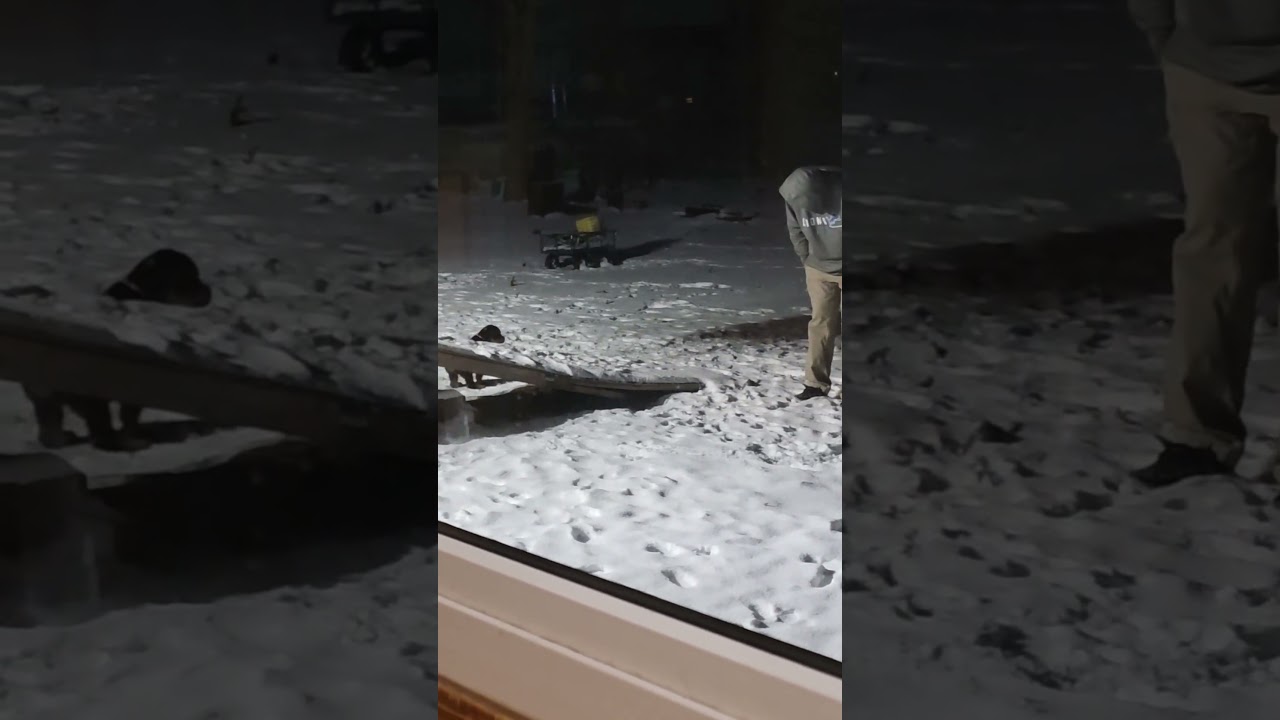 Приучение щенков к горшку поздно ночью в снегу ❄️🐾 | Pearce Rottweilers
