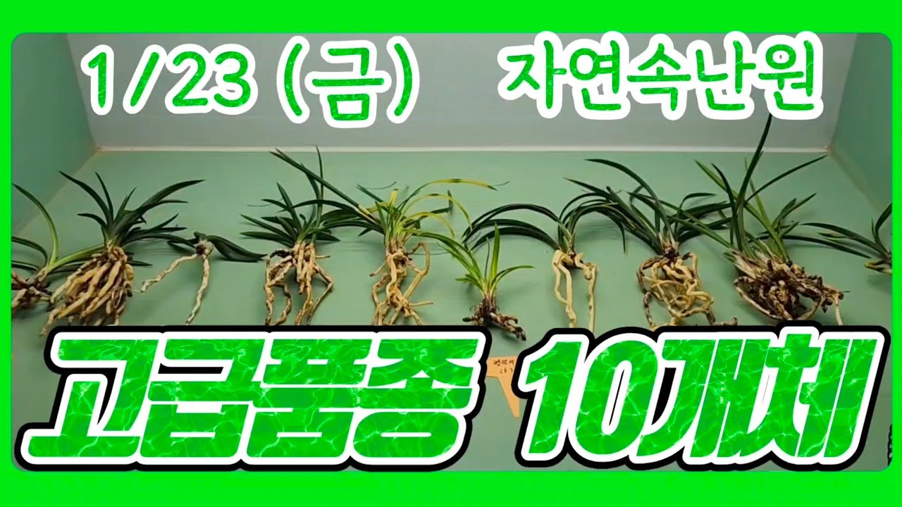 [1월 23일] 산반중투, 단엽성 입변, 천종 무지, 원앵두, 호피반, 형광 서, 명금보, 천두소, 장단엽, 황복륜 올려봅니다.