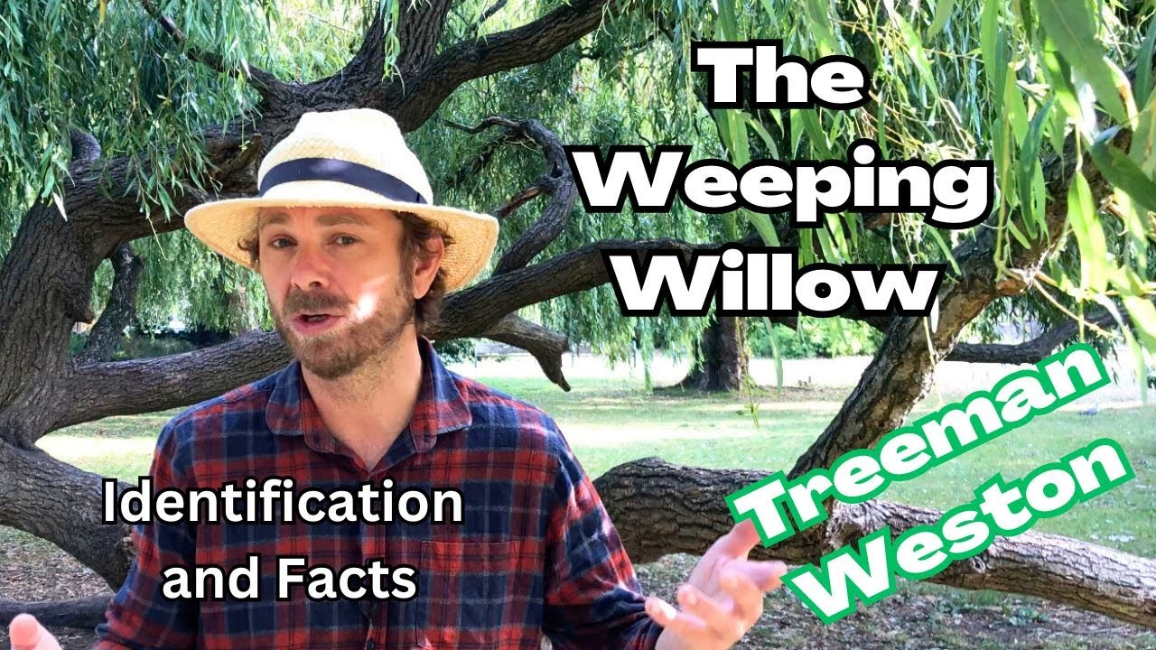 Weeping Willow Identification and Facts (Salix babylonica)