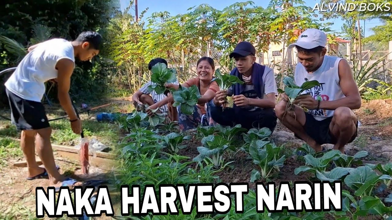 Buhay Probinsya! Naka Harvest Narin Kami At Ok Na Ang Aming Tubig! 