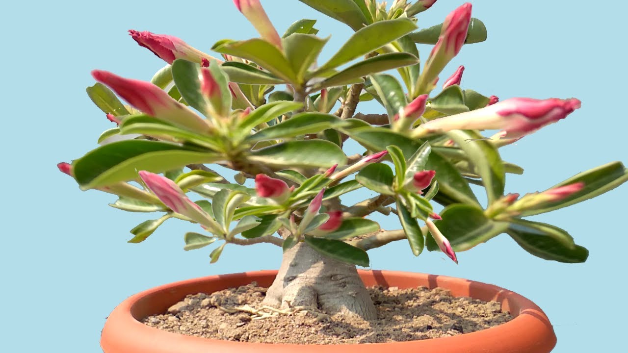 Tips for Making a Miniature Adenium Bonsai with Thick Canopy