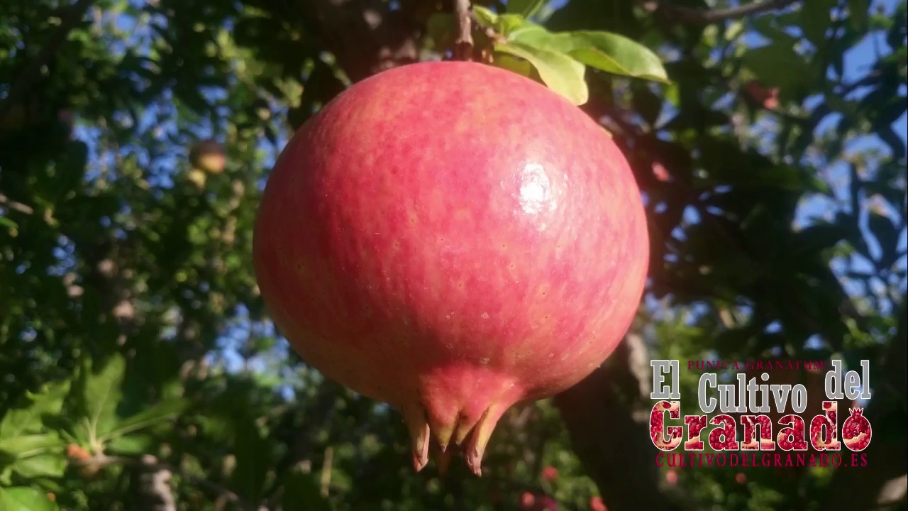 Cultivo del granado -Mollar de Elche Temporada2017