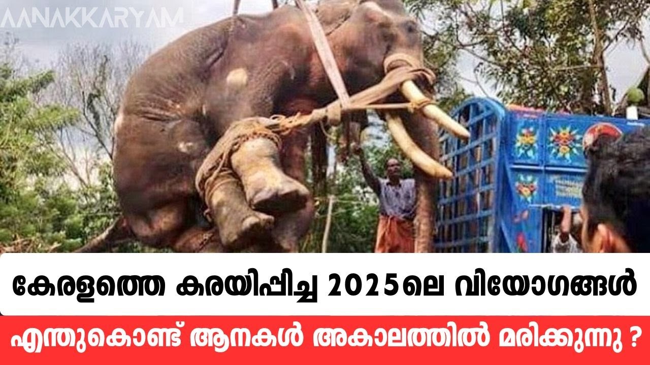 എന്തുകൊണ്ട് ആനകൾ അകാലത്തിൽ മരിക്കുന്നു?  2025-ലെ വിയോഗങ്ങൾ | Aanakkaryam