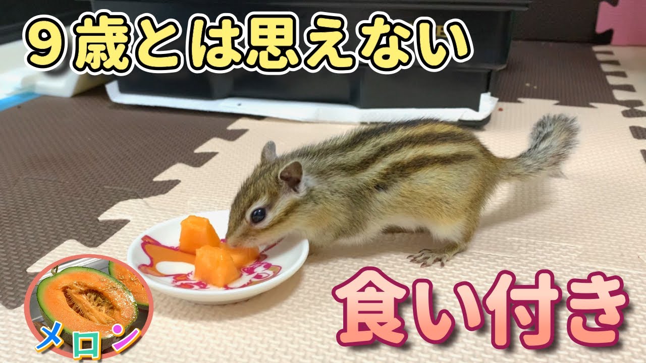 赤肉メロンを満喫するシマリス