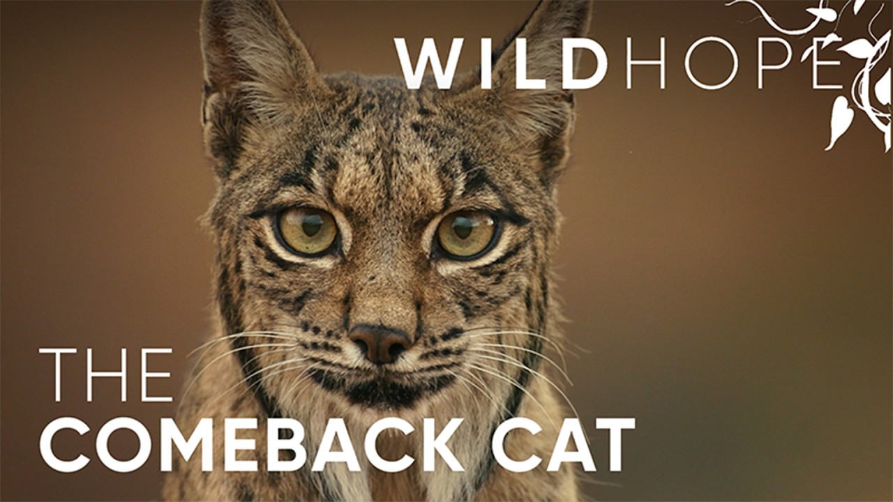 The Iberian Lynx&rsquo;s Remarkable Recovery Story | WILD HOPE