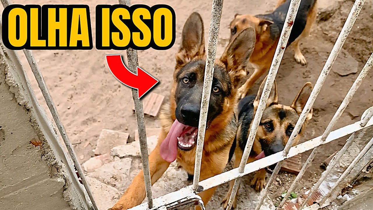 Como EU domino 5 PASTORES ALEMÃES sozinho 😳 (POV)!