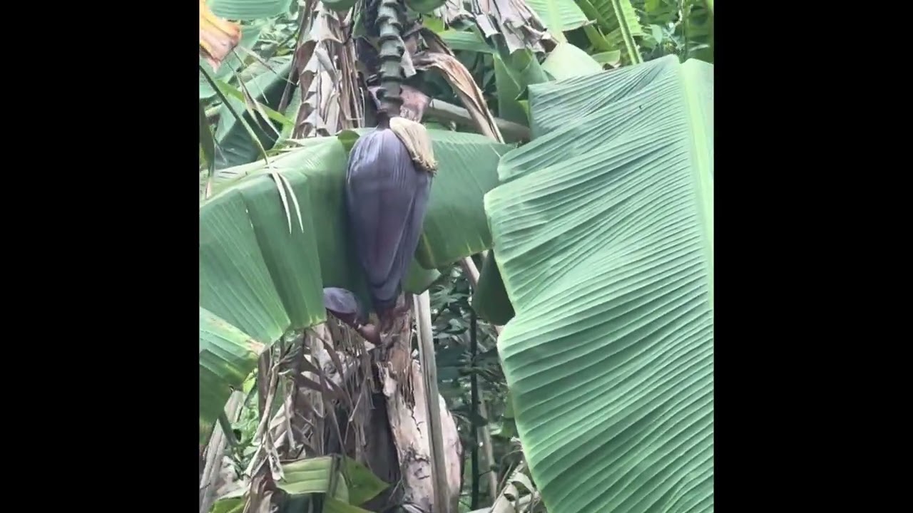 Pl&aacute;tanos y Guineos en Central Florida