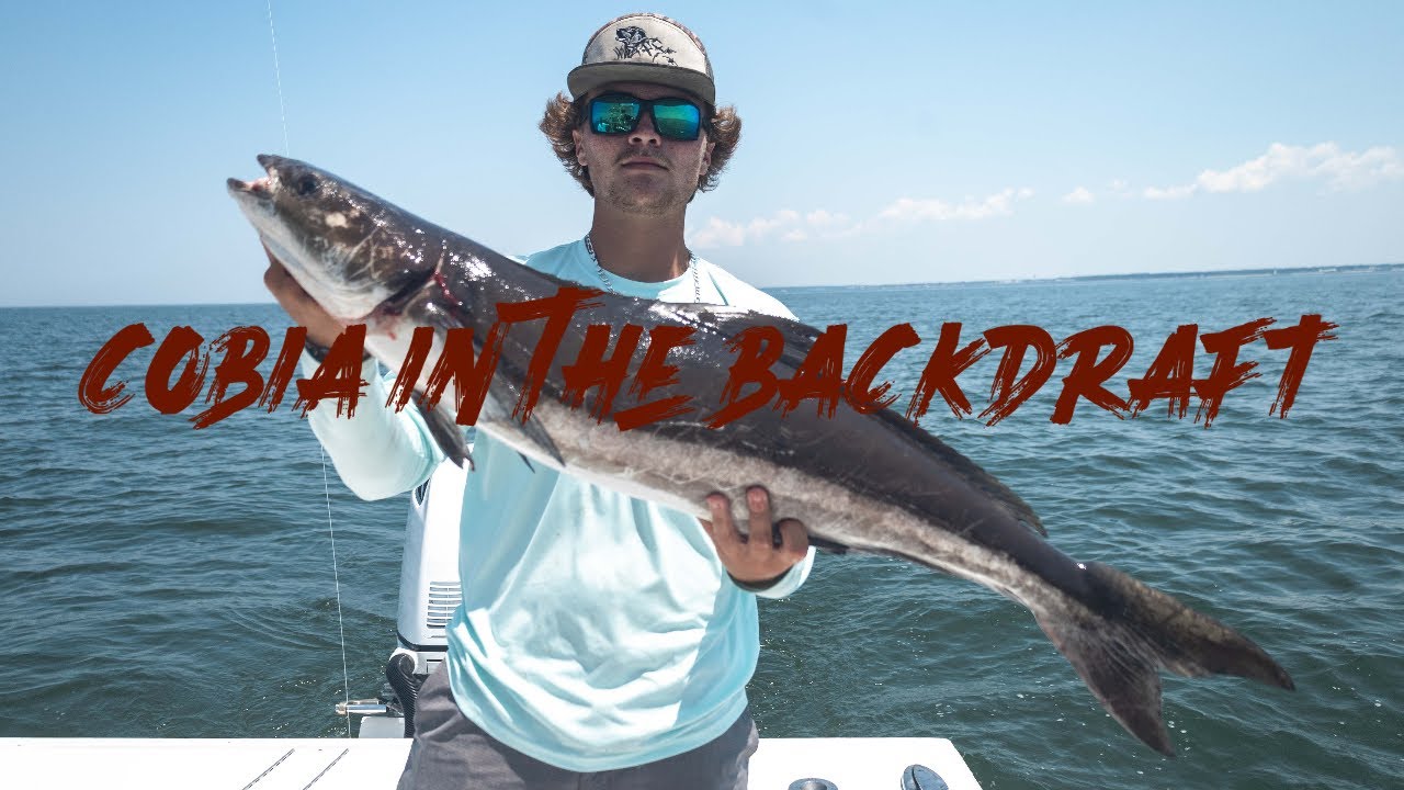 Cobia in The Backdraft