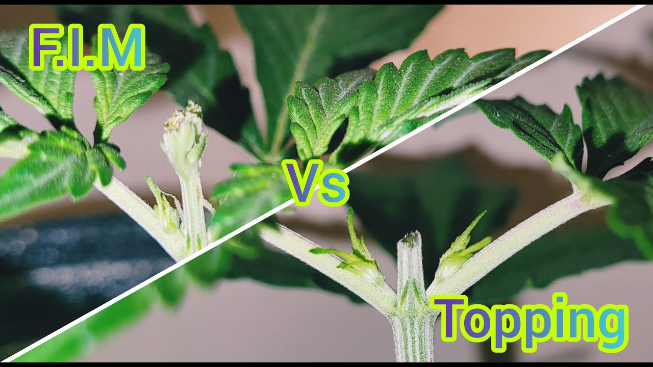 The Friendly Grower - F.I.M Vs Topping