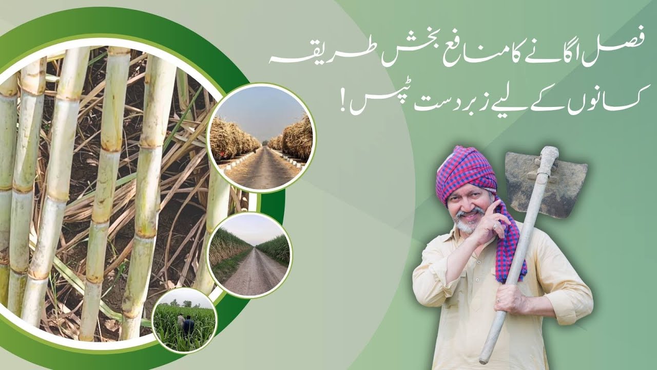 RYK Mills Ltd | Profitable Way to Grow Crops Great Tips For Farmers 2025