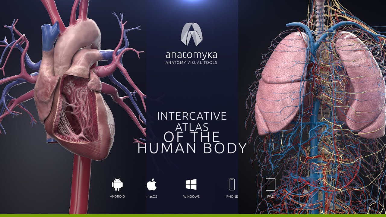 ANATOMYKA app - now available for Android, iOS, Windows & macOS