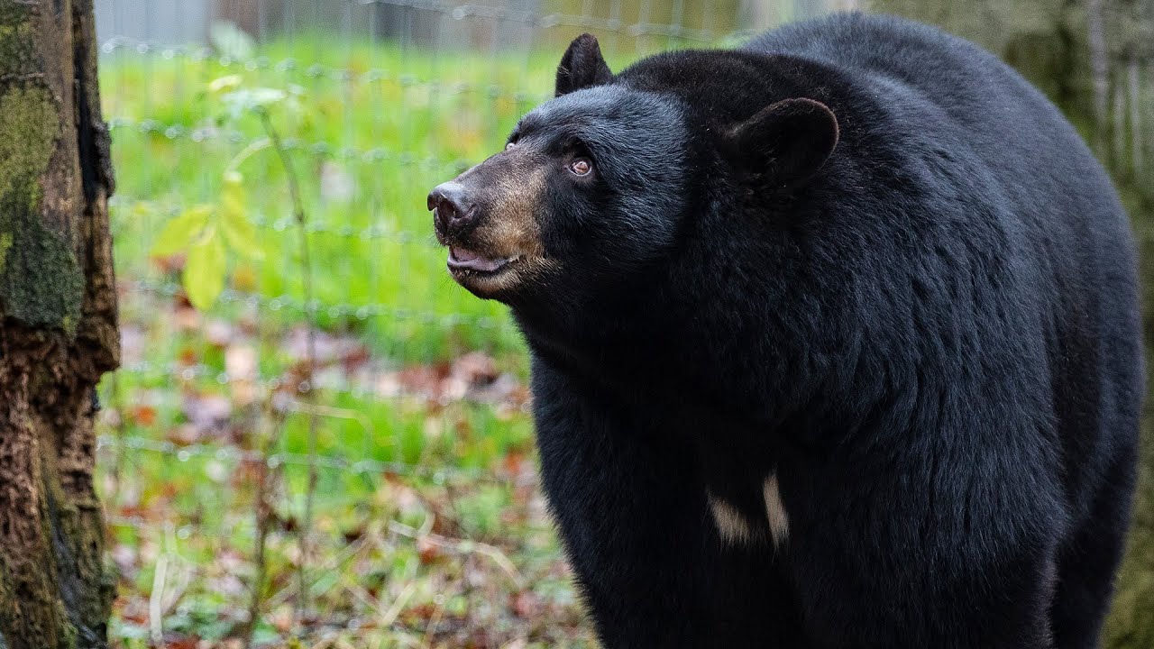 Schwarzbärin Honey lebt sich im Zoo Osnabrück ein